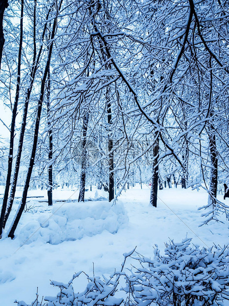 夜间大雪过后早上在公园里图片