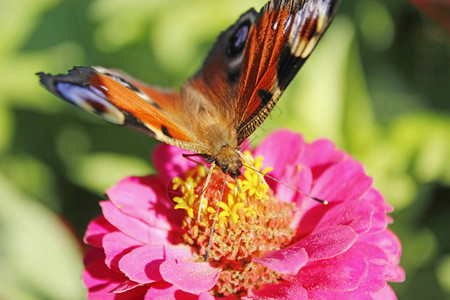 蝴蝶孔雀眼睛在百日草上采集花蜜的宏观蝴蝶宏阳光明媚的夏天图片