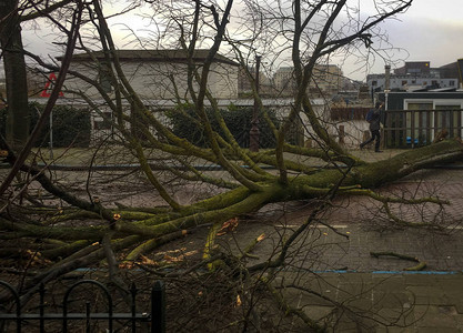 荷兰阿姆斯特丹暴风雨中倒下的树图片