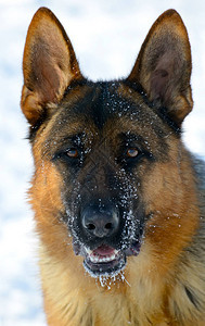 冬天在公园里养狗的德国牧羊人图片