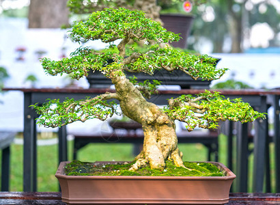 茶盆或干叶形状的托盘中的绿果树是成形工匠图片