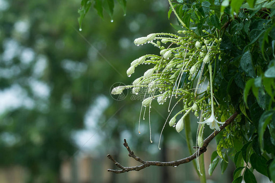 雨天的白花图片