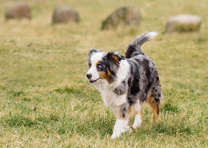 澳大利亚牧羊人在秋天或春天的草地上图片