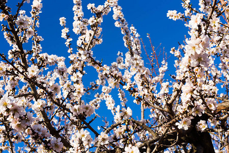 美丽的杏仁花朵春背景图片