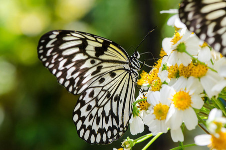 Ohgomadara蝴蝶黑白大蝴蝶花朵美丽的昆虫在它的自然栖息图片