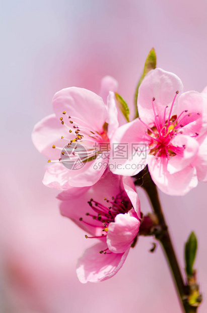 桃花开近景图片