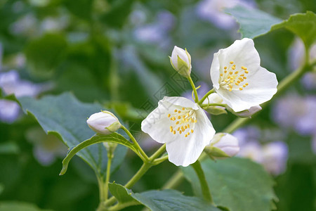 白茉莉枝条娇嫩的春花图片