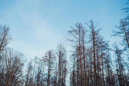 白雪皑的冬季森林景观图片