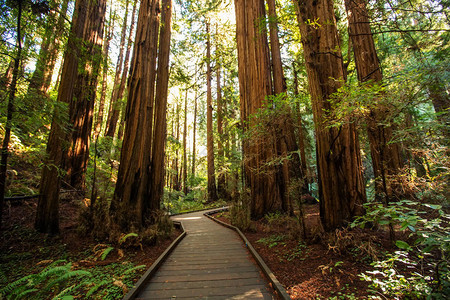 美国加利福尼亚州旧金山附近的MuirWoodsNatio图片