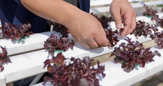 在农民田里种植的有机和水栽蔬菜图片