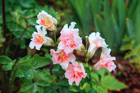 白色粉红色的金鱼草或金鱼草将花园中的龙花特写为彩色背景或卡片可爱的春天Snapdragons在图片