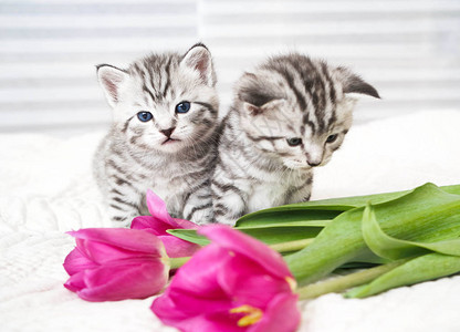 猫与花图片 猫与花素材 猫与花高清图片 摄图网图片下载