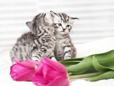 可爱的小猫与郁金香花图片