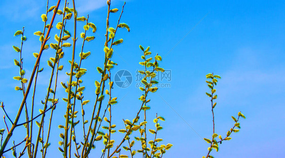 柳枝花苞春天来了图片