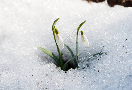 雪中初春的雪花莲背景图片