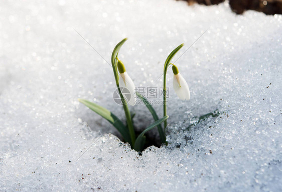 雪中初春的雪花莲图片