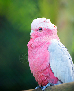 动物园里的粉红鹦鹉图片