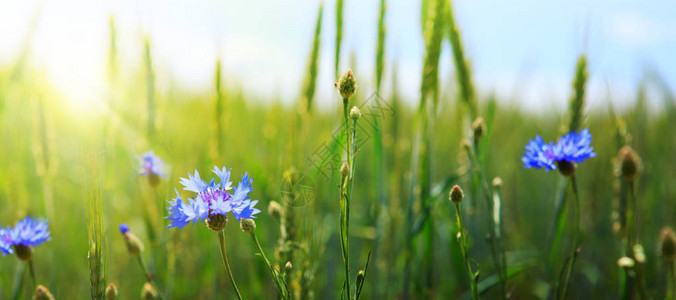 夏日风景与野花矢车菊图片