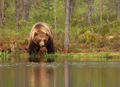 站在池塘边的欧亚棕熊雄芬兰图片