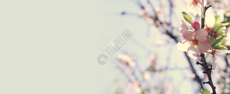 网站横幅背景的春季白樱花树选择图片
