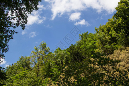 蓝色天空的顶部绿树和夏图片