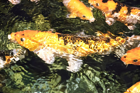 在水族馆时背景图片