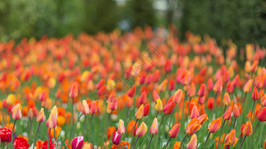 Keukenhof公园背景的红色和橙色郁金香图片