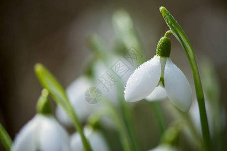 在阳光明媚的白天盛开的春雪花有选择的重图片