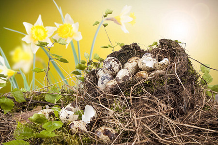 巢中的鹌鹑蛋和自然春季天气图片