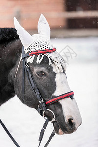 在Shrovetide潘蛋糕周节雪上骑马图片