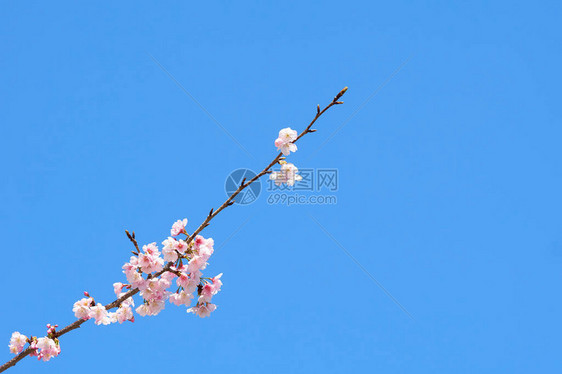 樱花树上的粉红色樱花图片