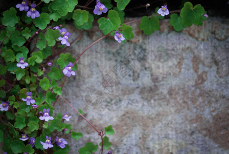 室外墙壁背景上的蓝花绿叶背景图片