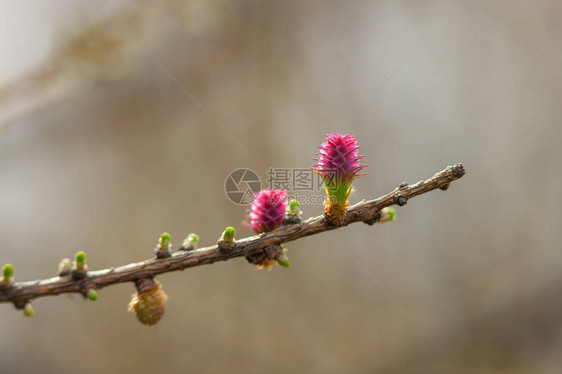 前景中开花落叶松的枝条图片