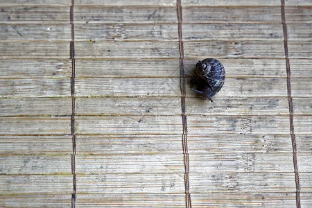 木竹背景上的蜗牛特写动物背景图片