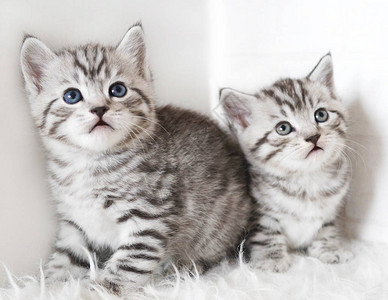 两只可爱的小猫幼崽图片
