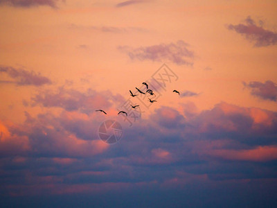 加拿大鹅剪影飞入日落的美丽照片图片