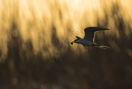 日出时狩猎的河燕图片