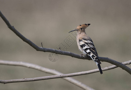 HoopoeUpupa在鲈鱼上图片