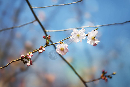 自然背景春花春花春月背图片