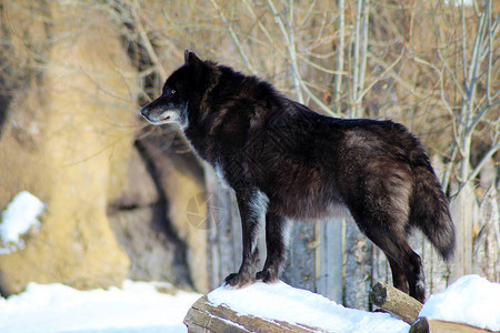 黑狼Canislupus在冬季雪图片