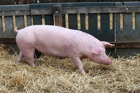 小猪在舍的木栅栏上靠着新鲜的干草奔跑生活在有机农场的猪农场图片