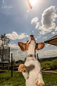 Beagle狗跳起来在草地上的花园背景图片