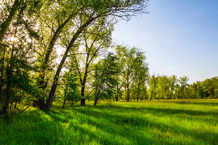 美丽的春天森林空地场景图片素材