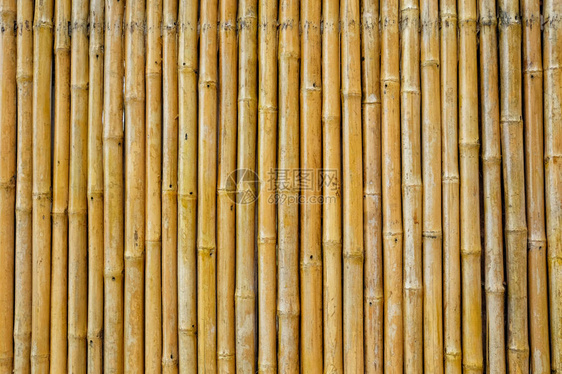 大自然中的竹子背景图片