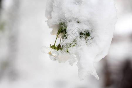雪中的樱桃乳霜自图片
