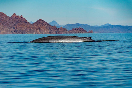 蓝鲸是世界上最大的动物24图片