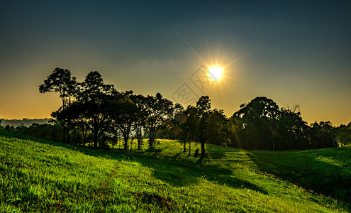 公园美丽夕阳的风景有树木和绿草地图片