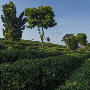 泰国清莱茶叶种植场的景象图片