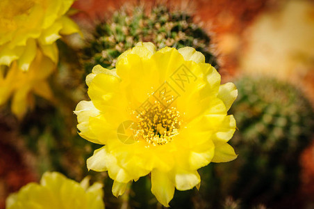 Neoporteria仙人掌的黄色花绿色多肉植物背景图片