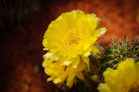 Neoporteria仙人掌的黄色花朵绿色多肉植物图片
